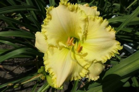 Chorus of angels - Salter 2012- SE - bloomed