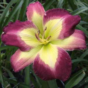 Cool Crystals - Pierce 2019 - E bloomed