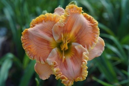 Dans Simply Superb - Trimmer 2017 - E - bloomed