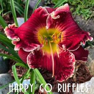 Happy Go Ruffles - Pierce 2019 - E done
