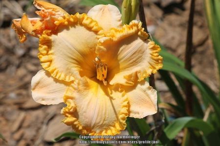 Kindling the Flame - Grace 2010 - E - bloomed