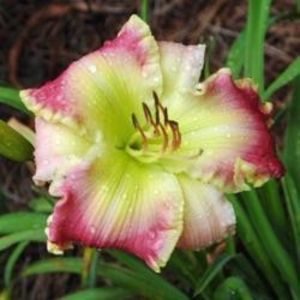 Pink Extraordinaire - Pierce 2016 - SOLD