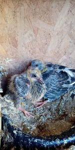 received_1423370158128045