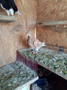 received_694230281852611