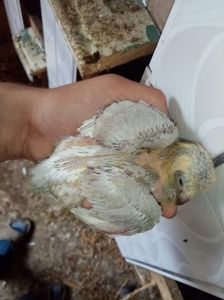 received_3019543238275952