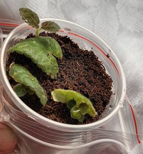 Trei "iezi" din frunze ciupite... ❤️❤️❤️; Cum nu aveam asteptari sa se prinda, nici n-am scris pe pahar daca sunt din aceeasi planta, de unde le am, nimic! :)))
