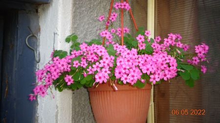 Oxalis rosea; Trifoi roz
