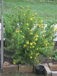 POTENTIILLA FRUTICOSA; Produce o abundenta de flori neobișnuite cu  galbene pe tot parcursul verii. Exista soi si cu flori roz.
