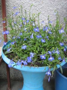 lobelia-2_9456; Floare delicata in mai multe nuante de albastru, inclusiv in alb
