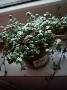 Pilea glauca