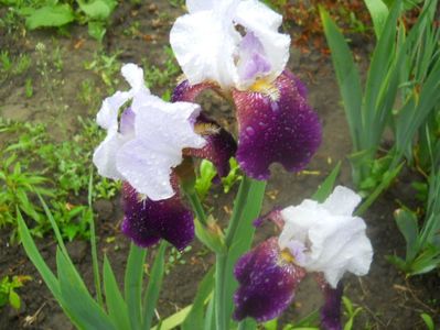 iris Fragrant-8lei