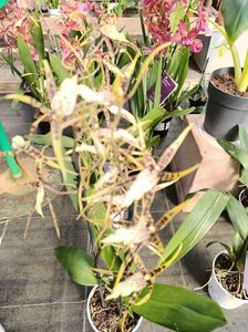 Img.2023.02.16-Brassia Toscane