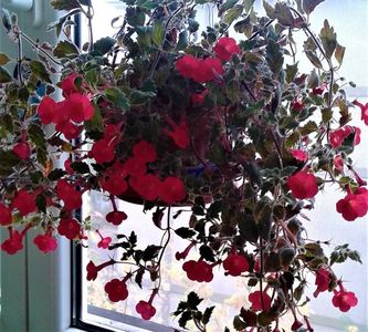 ; Nu mai am rizomii,numai plantute..MP
