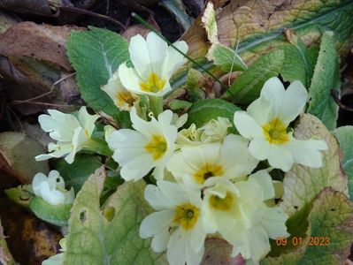 primula vulgaris