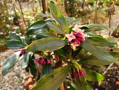 Daphne odora aureomarginata