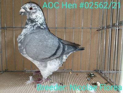 MAMA FEMELĂ RO 21 - 02562