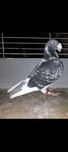 Mascul solzat bălțat cu ochi alb