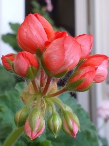 Red Pandora
