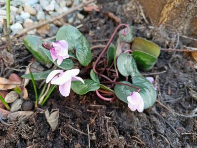 Cyclamen coum