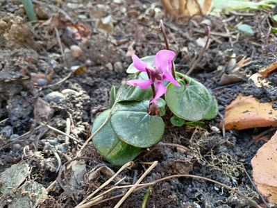 Cyclamen coum