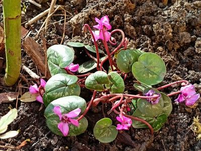 Cyclamen coum