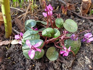 Cyclamen coum