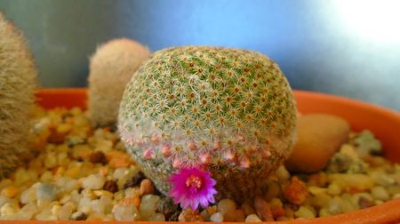 Mammillaria huitzilopochtli