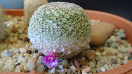 Mammillaria huitzilopochtli