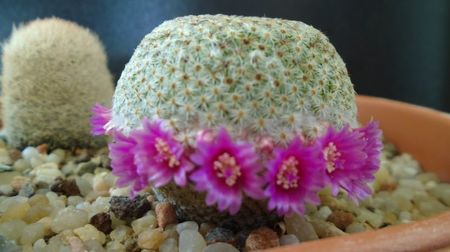Mammillaria huitzilopochtli