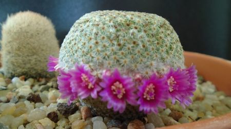 Mammillaria huitzilopochtli