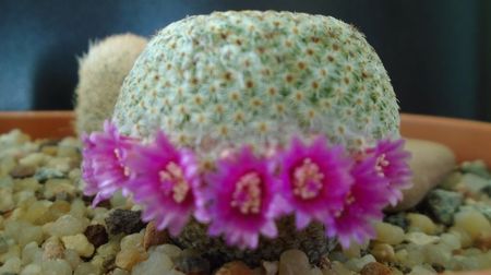 Mammillaria huitzilopochtli