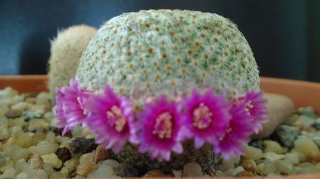 Mammillaria huitzilopochtli