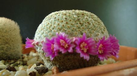 Mammillaria huitzilopochtli