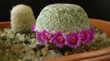 Mammillaria huitzilopochtli