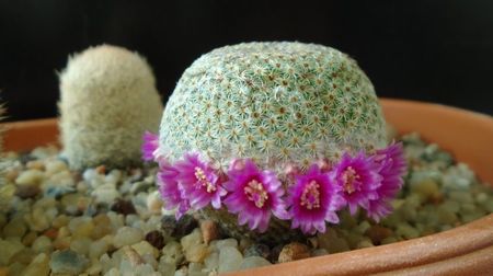 Mammillaria huitzilopochtli
