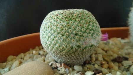 Mammillaria huitzilopochtli