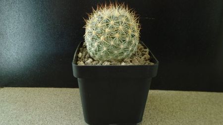 Pediocactus simpsonii, AM330, Box Elder Co., Utah