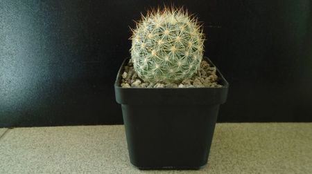 Pediocactus simpsonii, AM330, Box Elder Co., Utah