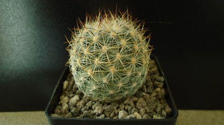 Pediocactus simpsonii, AM330, Box Elder Co., Utah