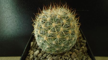 Pediocactus simpsonii, AM330, Box Elder Co., Utah