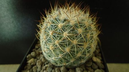Pediocactus simpsonii, AM330, Box Elder Co., Utah