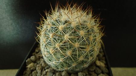 Pediocactus simpsonii, AM330, Box Elder Co., Utah