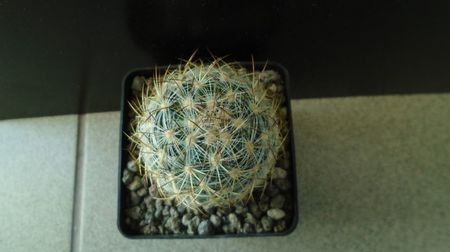 Pediocactus simpsonii, AM330, Box Elder Co., Utah