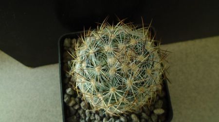 Pediocactus simpsonii, AM330, Box Elder Co., Utah