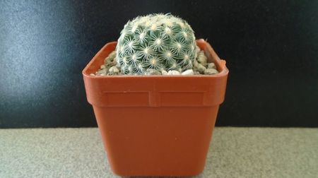 Pediocactus simpsonii fa. muehlii, FH 63.1.4, Stateline area Nevada/Utah