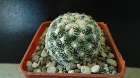 Pediocactus simpsonii fa. muehlii, FH 63.1.4, Stateline area Nevada/Utah
