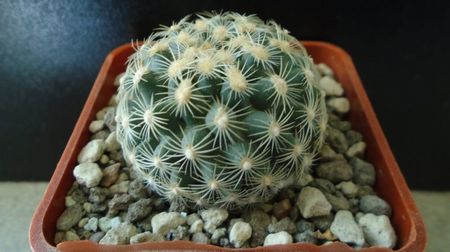 Pediocactus simpsonii fa. muehlii, FH 63.1.4, Stateline area Nevada/Utah