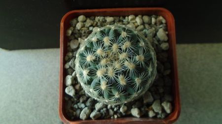 Pediocactus simpsonii fa. muehlii, FH 63.1.4, Stateline area Nevada/Utah
