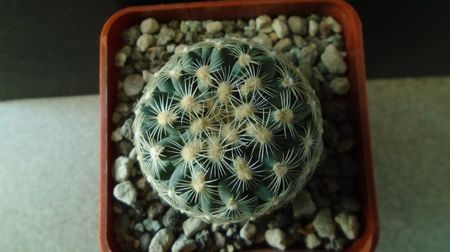 Pediocactus simpsonii fa. muehlii, FH 63.1.4, Stateline area Nevada/Utah