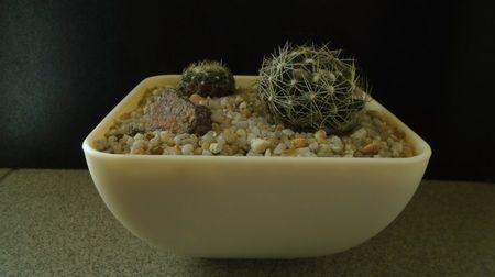Escobaria missouriensis & Escobaria missouriensis v. caespitosa (-25C - -35C)
